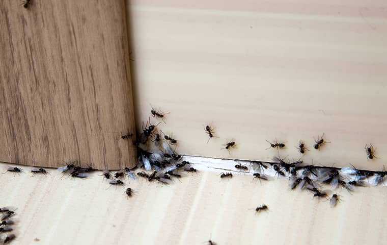 ant infestation on a floor and wall of home.