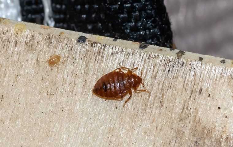 bed bug on furniture