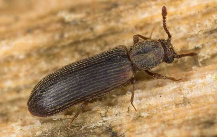 Powderpost Beetle Control In San Diego: DIY Vs. Professional Solutions ...