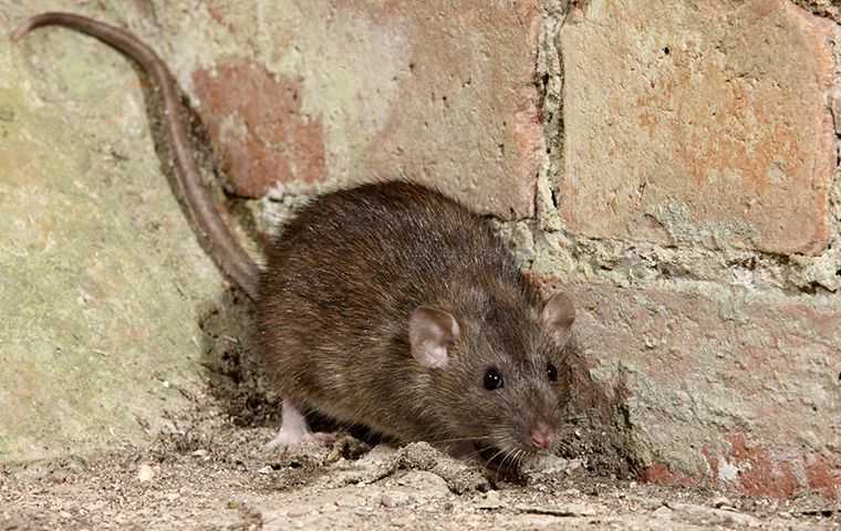 rodent crawling in a stone room