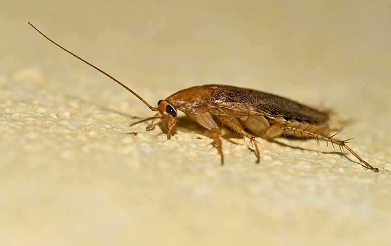 cockroach on the floor