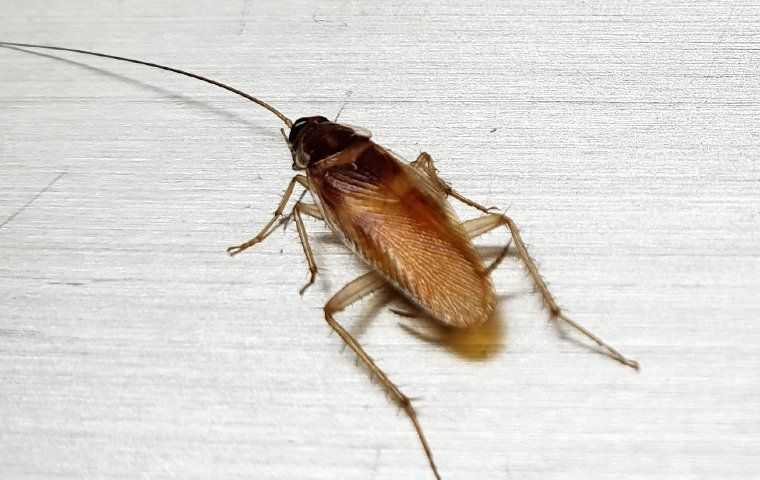 german cockroach crawling on a floor