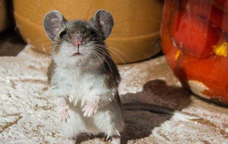 house mouse in flour