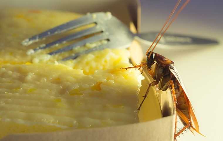 a cockroach eating cake