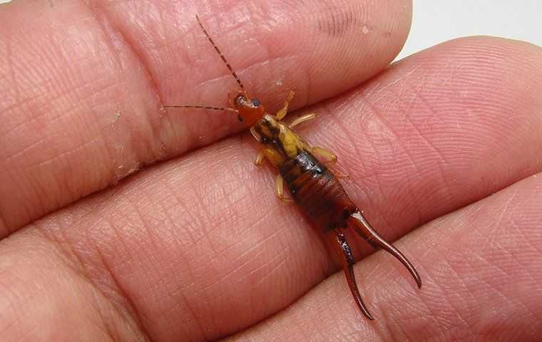 an earwig in a hand