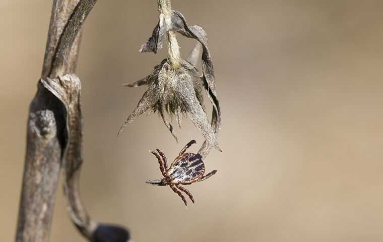 a tick hanging on a dead flower