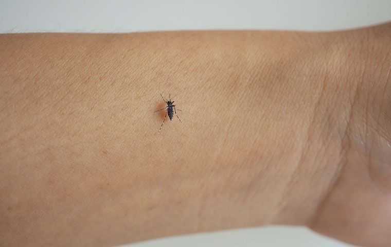 mosquito crawling on skin