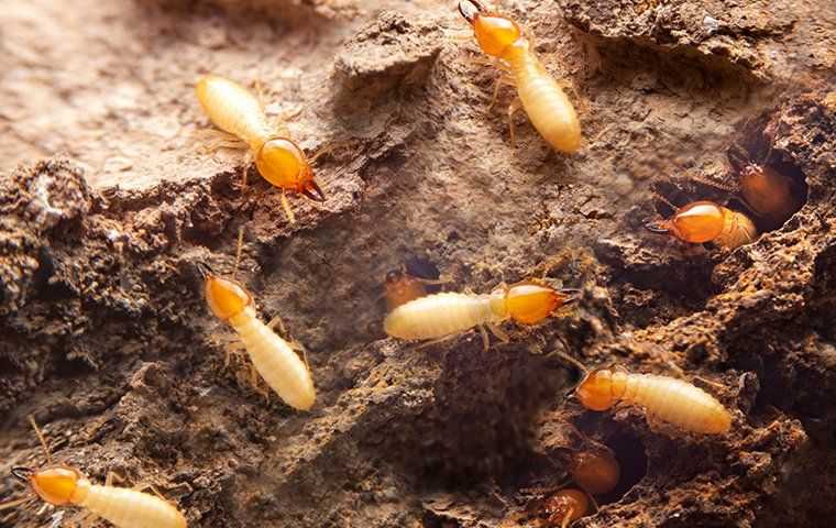 termites crawling on soil