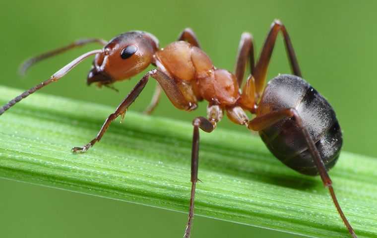 an ant on a leaf