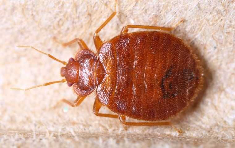 bed bug on skin