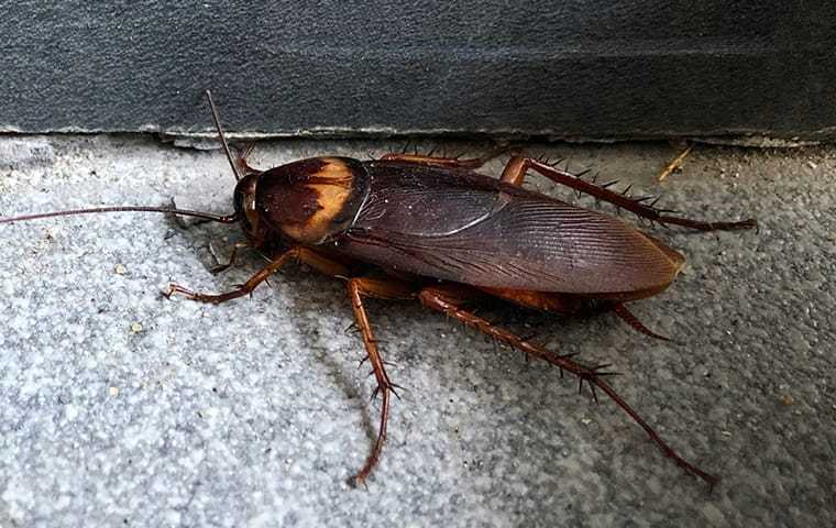 cockroach on the floor