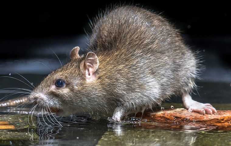 a rodent looing for food